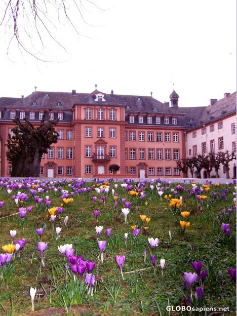 Postcard Schloss Wittgenstein in the spring