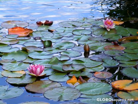 Postcard Water Lilies