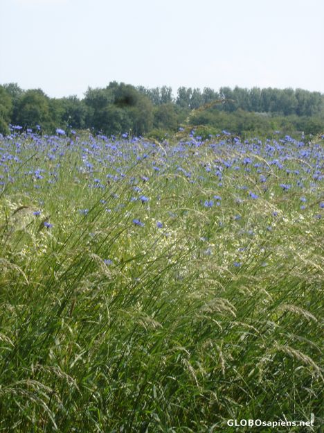 Postcard Cornflower-blue