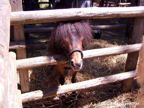 Postcard Stünzel-Pony