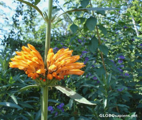 Postcard Exotic plant