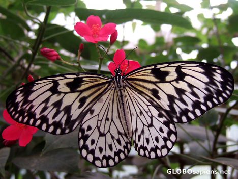 Postcard Butterfly 1