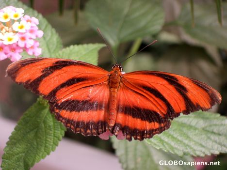 Postcard Butterfly 5
