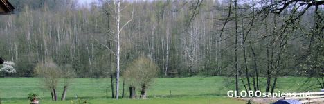 Postcard forest in sachsenland