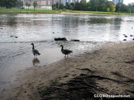 Postcard Ducks Along The Elbe