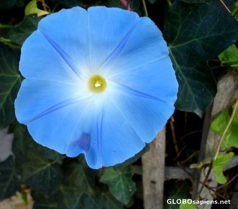 Postcard Blue flower