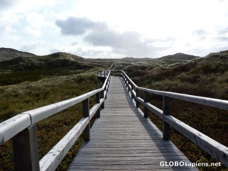 Postcard Path trough the Dunes