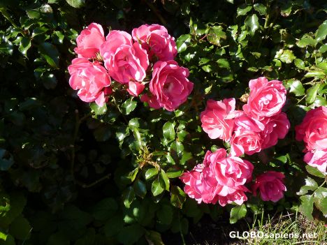 Postcard Sylt Rose