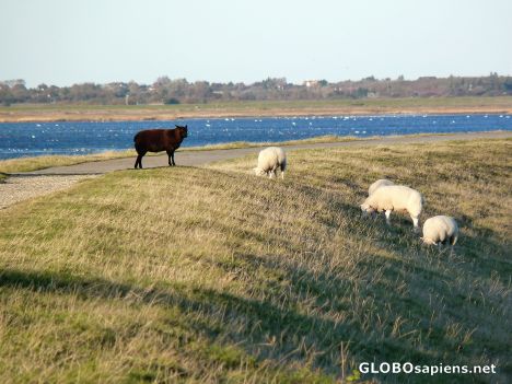 Postcard Black sheep of the family