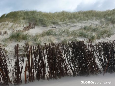 Postcard Brushwood