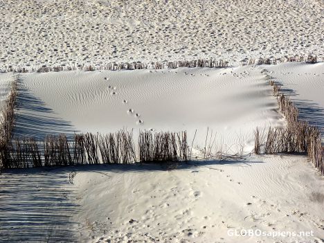 Postcard Footsteps