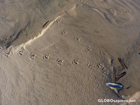 Postcard Footsteps left by feathered friend