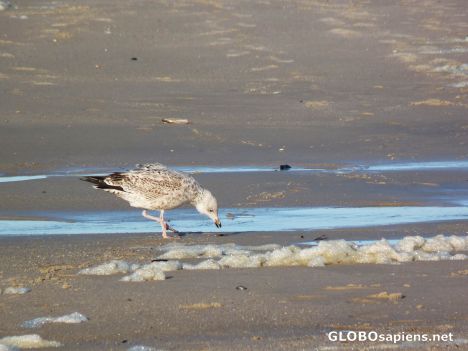 Postcard Sea Gull