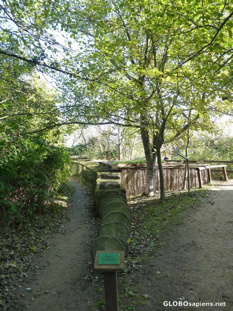Postcard Vogelkoje