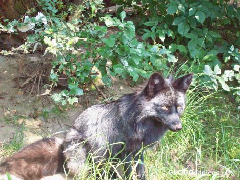 Postcard Silver Fox
