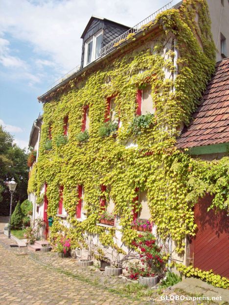Postcard Ivy House