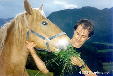 Postcard Horse Feed