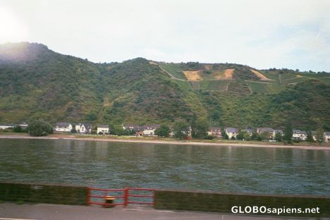 Postcard Wine Vineyards of the Rheine Valley