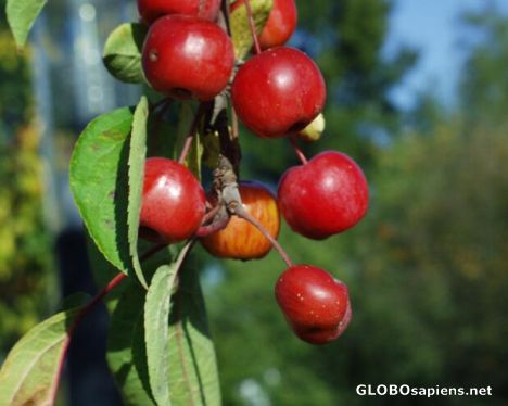 Postcard wild apple