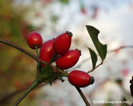 Postcard Rose Hip - Wild Rose