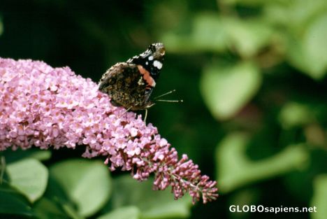 Postcard Butterfly