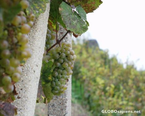 Postcard white vine