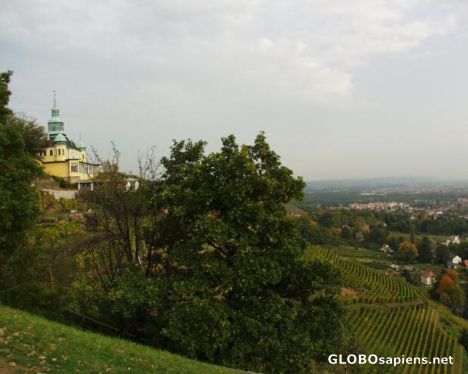 Postcard Vineyard