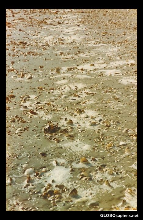 Postcard At the ground of the Northern Sea of Germany
