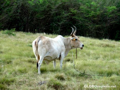 Postcard Ox in the meadow