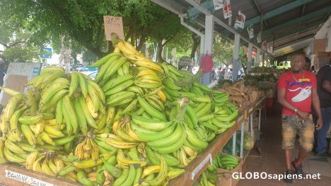 Postcard Big bananas