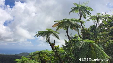 Fern trees