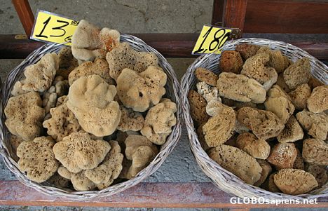Postcard Dead Sponges in  a Souvenir Shop