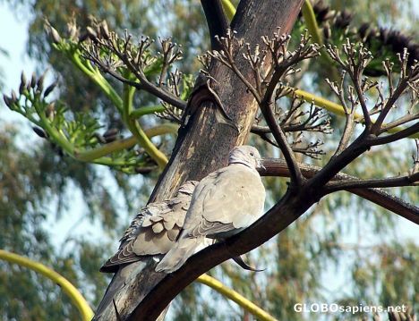 Postcard Doves cooing by the Temple of Aphaea