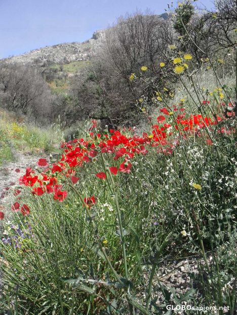 Postcard flowering mountain