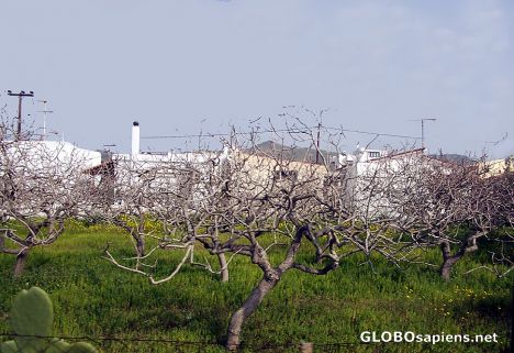 Postcard The chaos of the naked pistachio tree branches