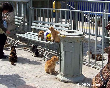 Postcard Cats by the Cruise Ship