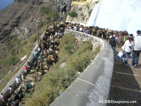 Postcard In Santorini there are more donkeys than persons