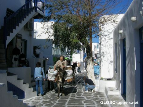 Postcard Donkeys have preference in Mykonos