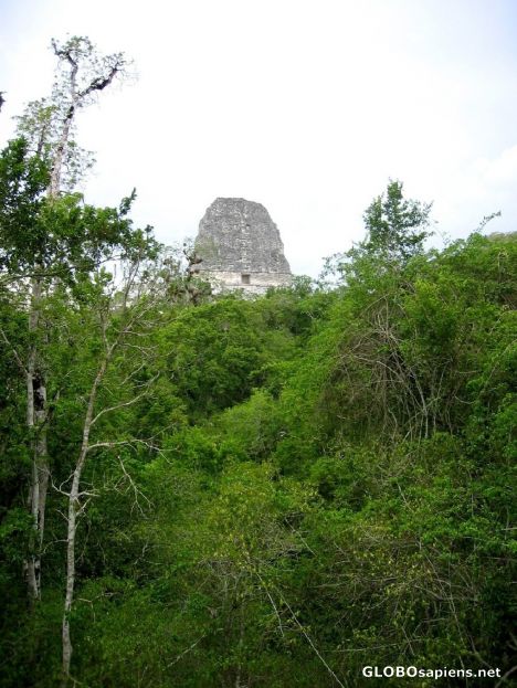 Postcard Jungle still covers much of this Pyramid