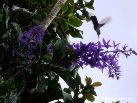 Postcard Humming Bird in mid-flight