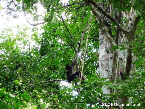 Postcard At the Ruins - Monkey in a Tree