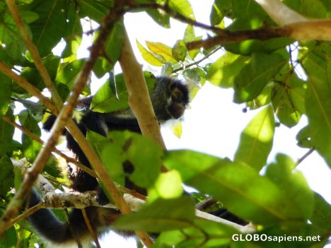 Postcard Another Spider Monkey
