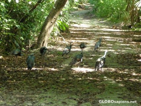 Postcard Turkeys in Tikal