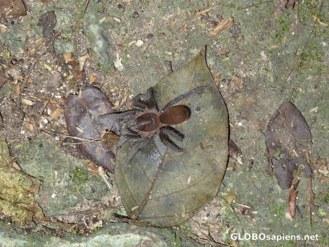 Postcard Tarantula in our way