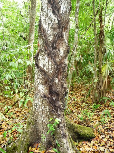 Postcard Chicalero marks on a Gum Tree
