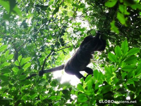 Postcard Howler Monkey overhead sings to us