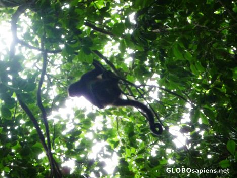 Postcard Howler Monkey in Silhouette