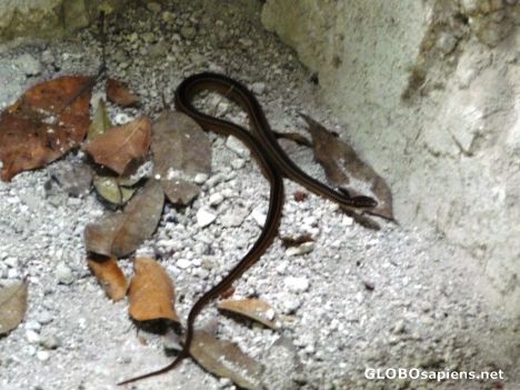 Postcard A Snake - one of many!