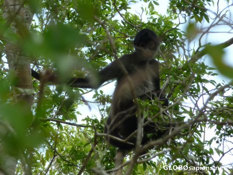 Postcard One last Monkey Shot