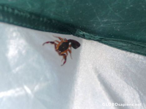 Postcard Scorpion in the Tent